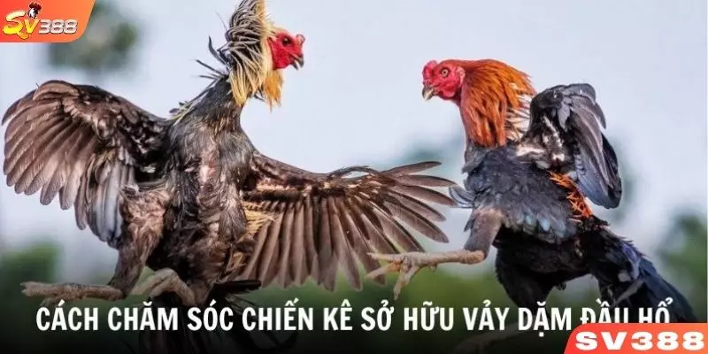 Tìm hiểu cách chăm sóc chiến kê sở hữu vảy gà dặm đầu hổ