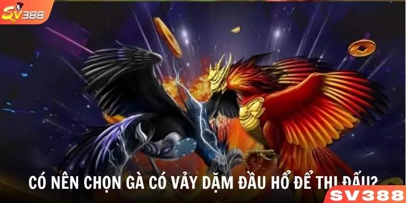 Khám phá có nên chọn gà có vảy dặm đầu hổ để thi đấu?