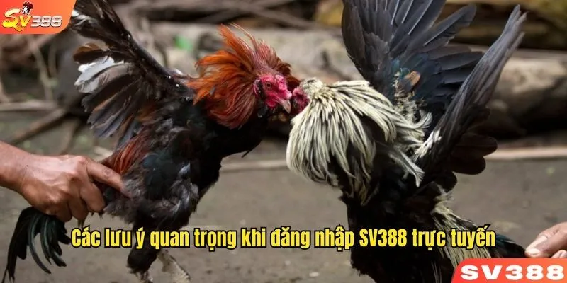 Các lưu ý quan trọng khi đăng nhập SV388 trực tuyến