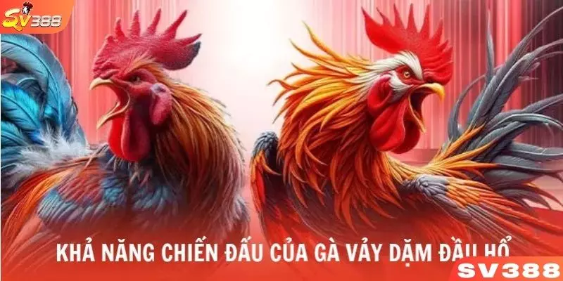 Khám phá tính cách và khả năng chiến đấu của gà sở hữu vảy dặm đầu hổ