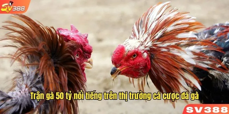 Trận gà 50 tỷ nổi tiếng trên thị trường cá cược đá gà