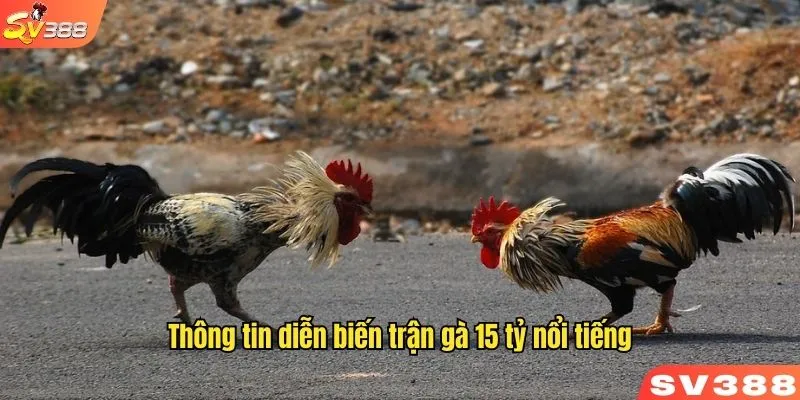 Thông tin diễn biến trận gà 15 tỷ nổi tiếng