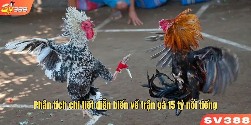 Phân tích chi tiết diễn biến về trận gà 15 tỷ nổi tiếng