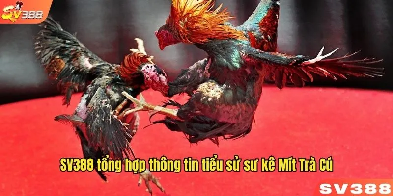 SV388 tổng hợp thông tin tiểu sử sư kê Mít Trà Cú