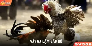 Vảy gà dặm đầu hổ