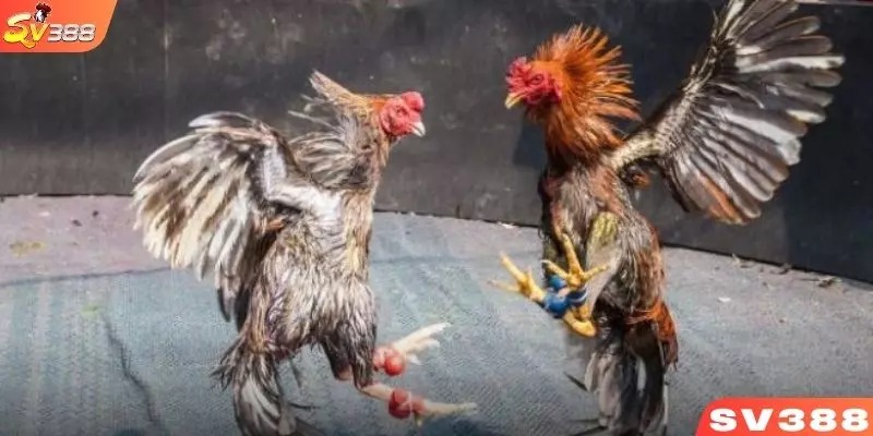 Tìm hiểu về Vảy dặm đầu hổ có thực sự là dấu hiệu của thần kê?